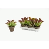 Kalanchoe thyrsiflora