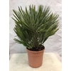 Chamaerops humilis
