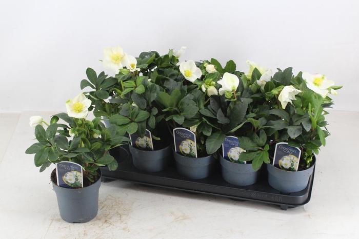 <h4>HELL NI CHR CAROL</h4>