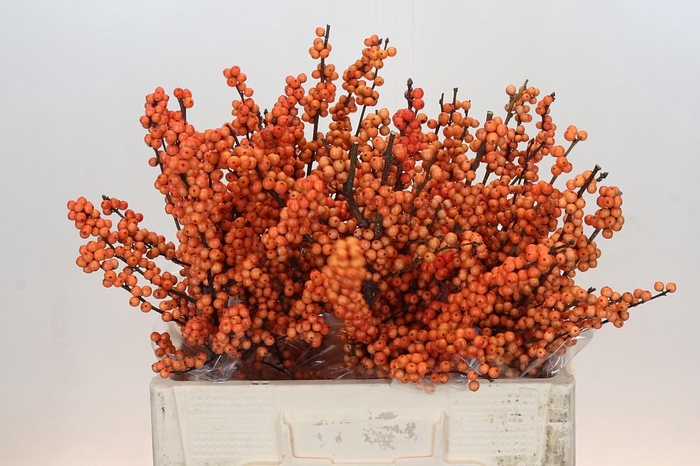 <h4>Ilex Winter Gold</h4>