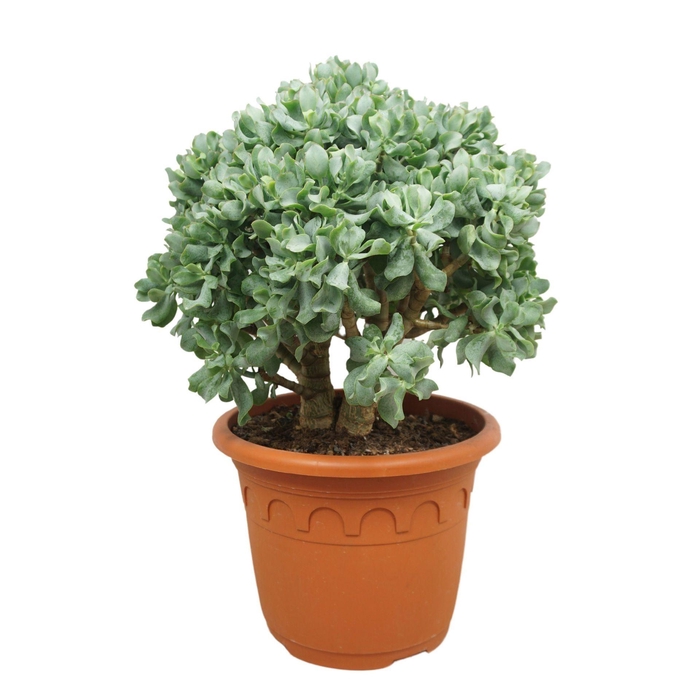 <h4>Crassula Curly</h4>