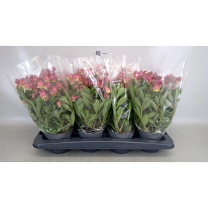 Kalanchoe HG ...