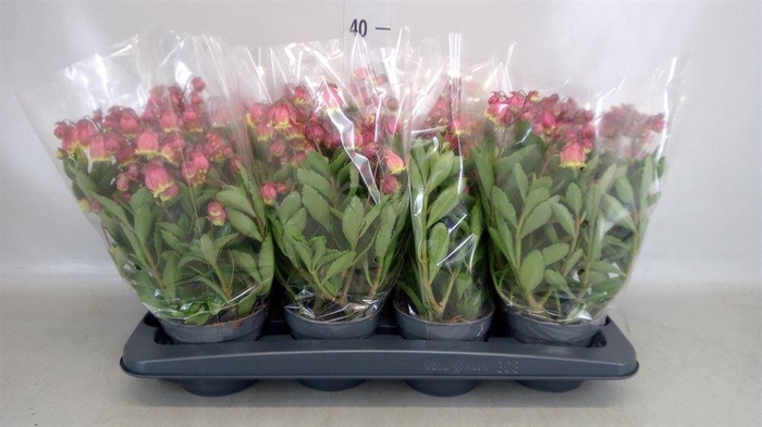 <h4>Kalanchoe HG ...</h4>