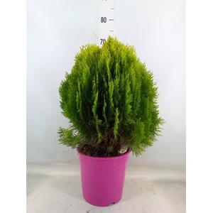 Platycladus orient. 'Aurea Nana'
