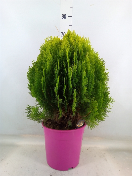 <h4>Platycladus orient. 'Aurea Nana'</h4>