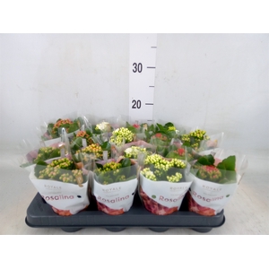Kalanchoe blos. 'RoyalDon'   ..mix