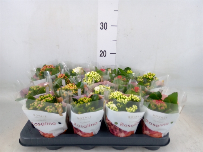 <h4>Kalanchoe blos. 'RoyalDon'   ..mix</h4>