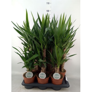 Yucca