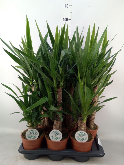 <h4>Yucca</h4>