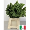 ARAUCARIA PB