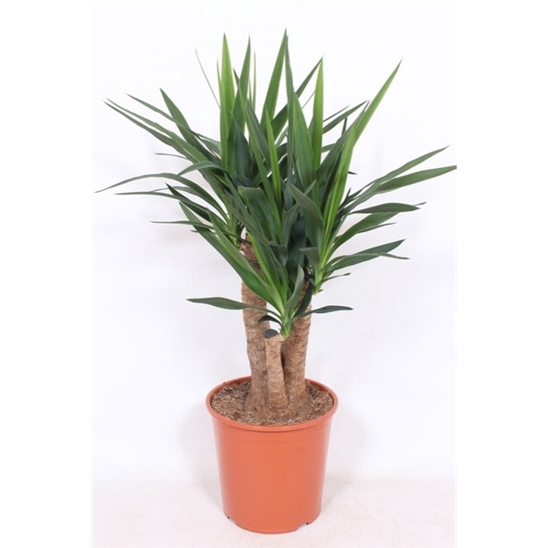 <h4>Yucca elephantipes</h4>