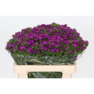 Dianthus Br Amazon Neon Purple