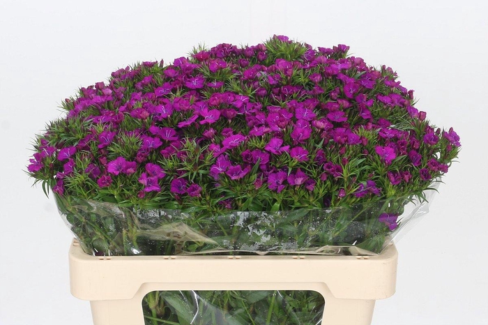 <h4>Dianthus Br Amazon Neon Purple</h4>