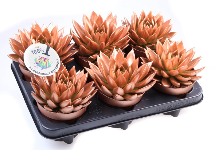 <h4>Echeveria  'Miranda'</h4>