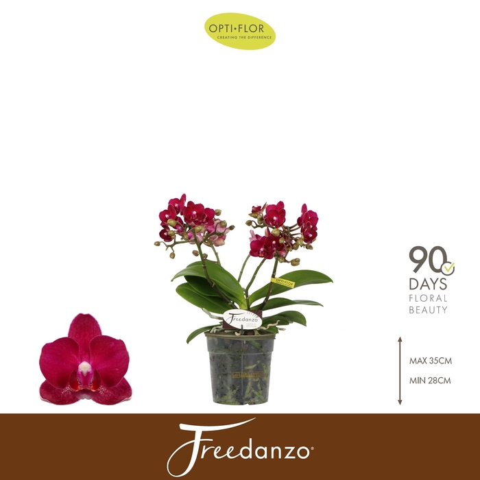 <h4>Freedanzo Sparrow</h4>