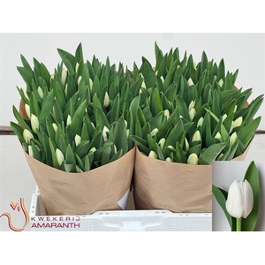 Tulipa si royal virgin