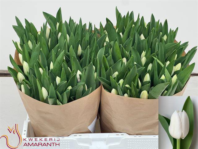<h4>Tulipa si royal virgin</h4>
