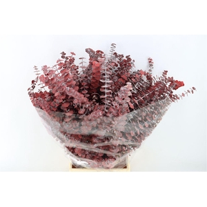 Pres Euca Baby Blue Red P Bunch