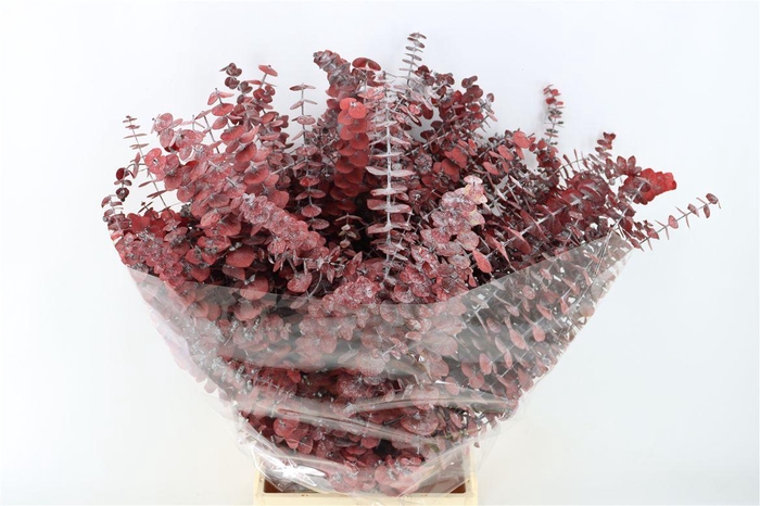 <h4>Pres Euca Baby Blue Red P Bunch</h4>