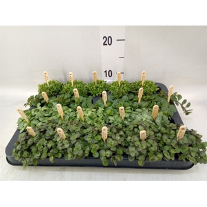 Planten  ..mix