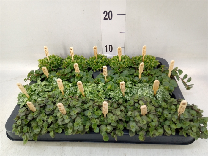 <h4>Planten  ..mix</h4>
