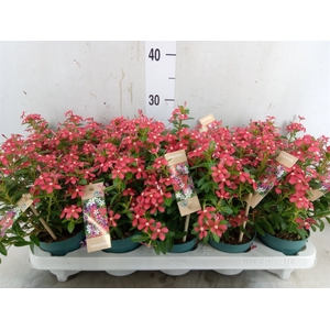 Catharanthus ros. 'Soiree Cerise E'