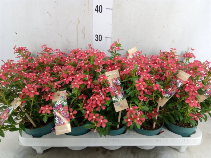 <h4>Catharanthus ros. 'Soiree Cerise E'</h4>