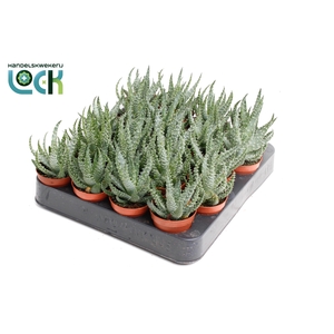Aloe Humulis