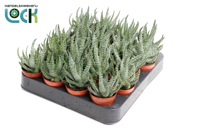 <h4>Aloe Humulis</h4>