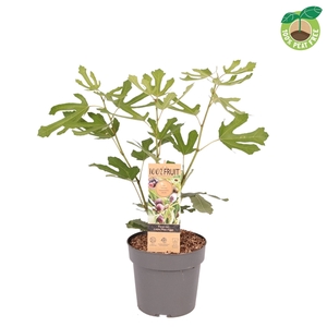 Ficus carica 'Little miss Figgy'?