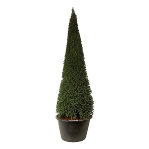 Taxus baccata