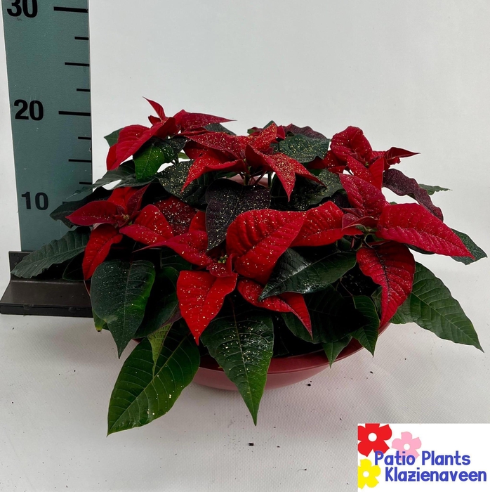 <h4>EUPHOR P CHR F RED</h4>