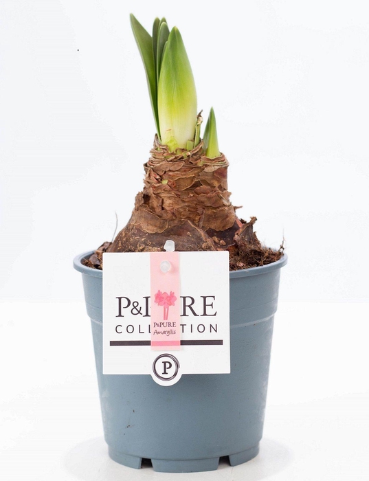 <h4>Hippeastrum pink P&PURE Collection</h4>