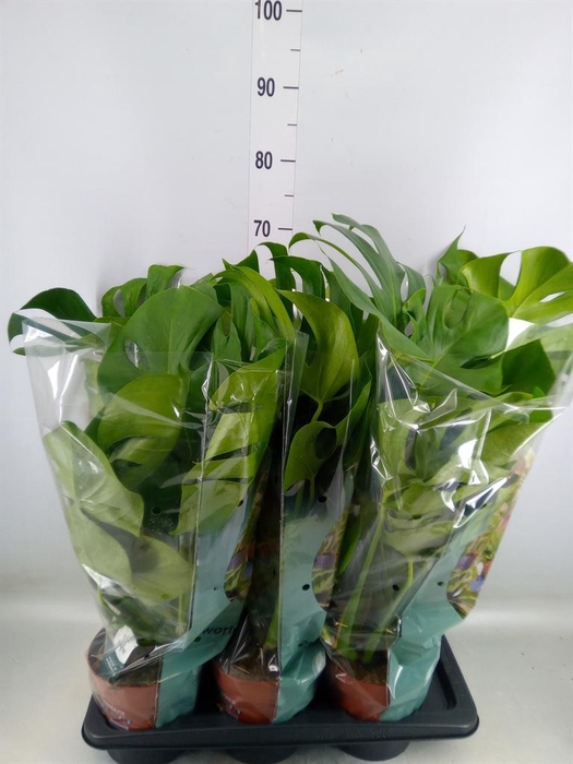 <h4>Monstera delic.</h4>