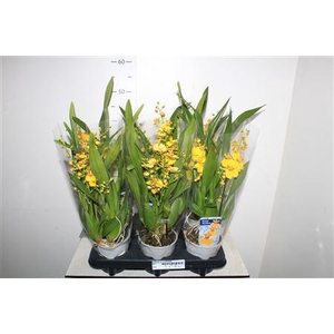 Oncidium Ov 2 Branches