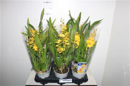 <h4>Oncidium Ov 2 Branches</h4>