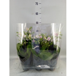 Phalaenopsis multi.   ...