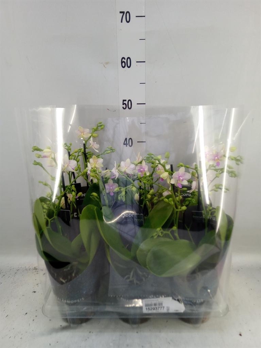 <h4>Phalaenopsis multi. ...</h4>