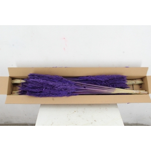 DF Pampas Silvy D.Lilac