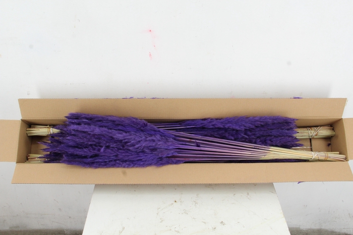 <h4>DF Pampas Silvy D.Lilac</h4>