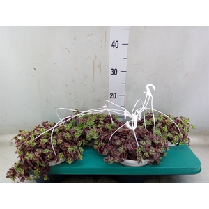 Crassula marginalis