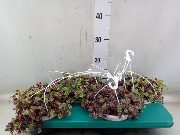 <h4>Crassula marginalis</h4>