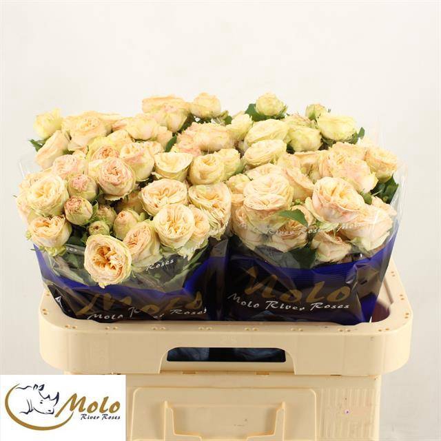 <h4>R Tr Gentle Trendsetter Molo</h4>
