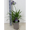 Agapanthus (Funnel Grp) Poppin Purp