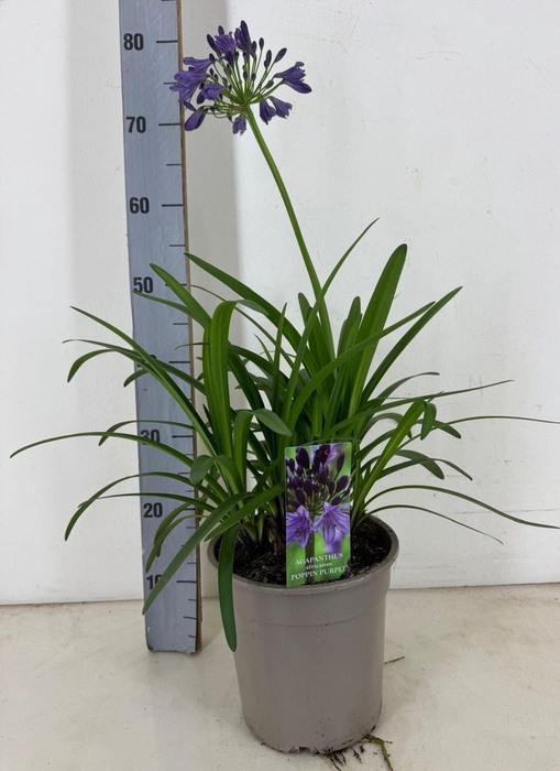 Agapanthus (Funnel Grp) Poppin Purp