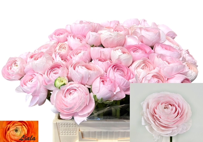 <h4>RAN SU LADY</h4>