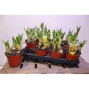 arr8 Narc Tete De Luxe