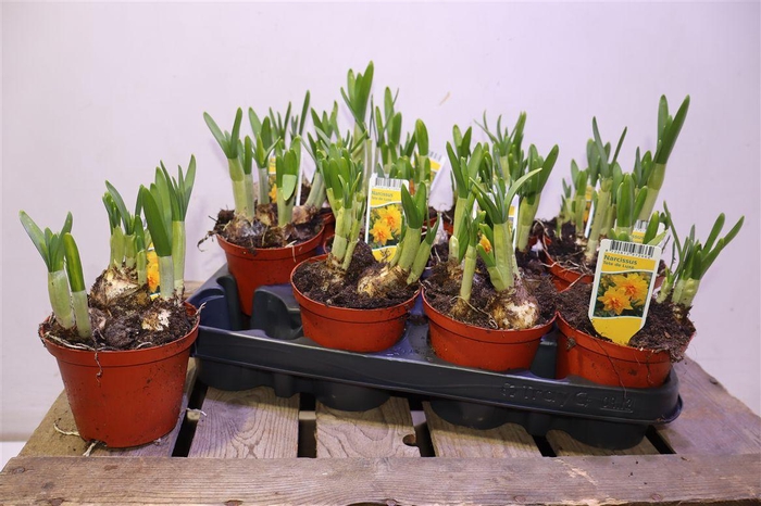 <h4>arr8 Narc Tete De Luxe</h4>