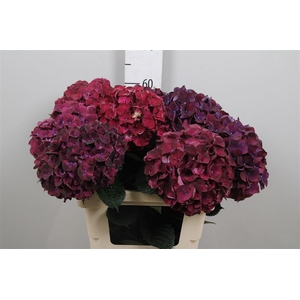 Hydr M Mag Rubyred P