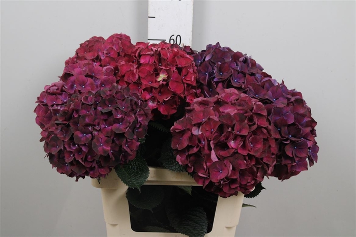 <h4>Hydr M Mag Rubyred P</h4>